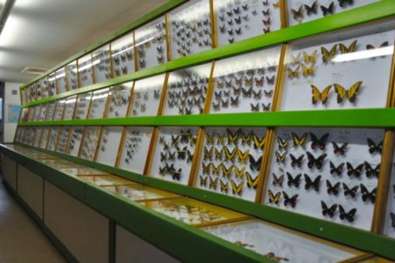 Muzeum Motyli Arthropoda w Bochni