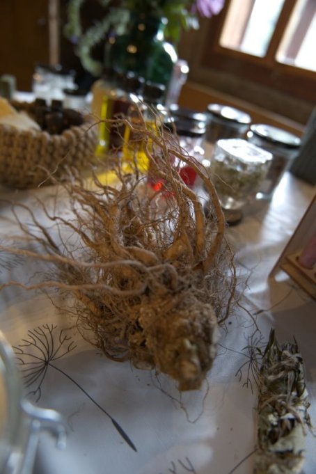 Korzeń rośliny i buteleczki na stole
